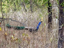 கரூரில் மயிலின் சிகிச்சைக்காக போராடும் பைக் மெக்கானிக் - தீர்வு கிடைக்குமா?