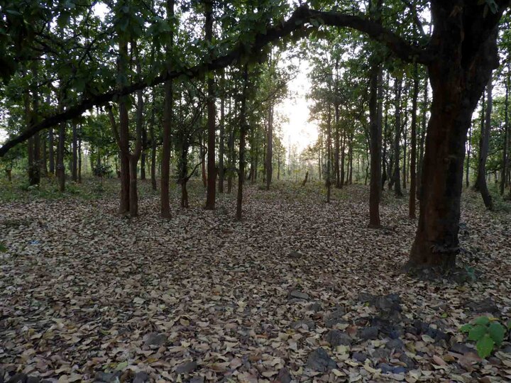Turned Away from Quarantine Centre, Odisha Man Spends 2 Days in Jungle as Village Denies Him Entry ভর্তি কোয়ারেন্টিন সেন্টার, গ্রামে ঢুকতে বাধা, জঙ্গলে রাত কাটালেন পরিযায়ী শ্রমিক