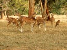 Covid antibodies: হরিণের দেহে কোভিডের অ্যান্টিবডি ! প্রাণীদের মধ্যে লুকিয়ে ভাইরাস ? চিন্তায় বিজ্ঞানীরা
