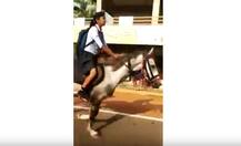 ঘোড়ায় চেপে বোর্ডের পরীক্ষা দিতে গেল ছাত্রী! দেখুন ভাইরাল ভিডিও