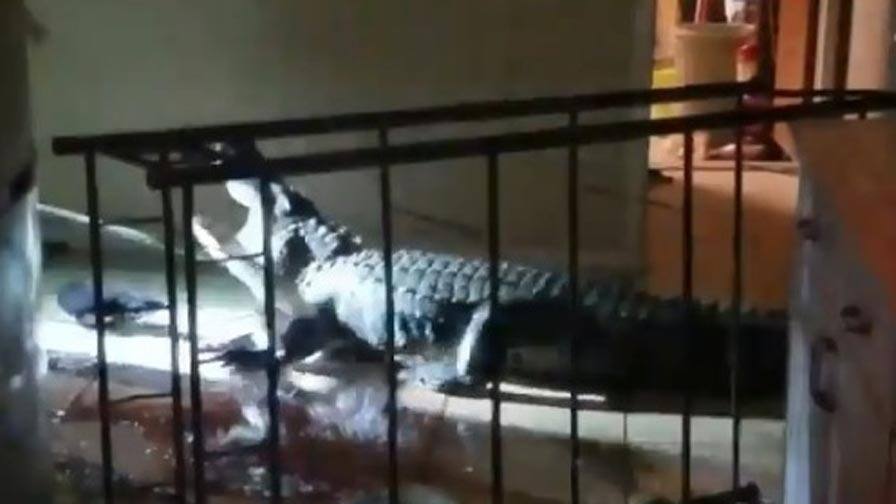 Alligator breaks into womans kitchen in Florida, video goes viral ফ্লোরিডা দেওয়াল ভেঙে রান্নাঘরে ঢুকে পড়ল অ্যালিগেটর, ভিডিও ভাইরাল