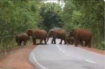 দেখুন! মৃত ছানাকে নিয়ে হাতির পালের শেষযাত্রা