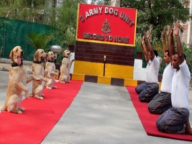 Rahul tweets Army dog squad pic with 'New India' caption, BJP hits out সেনার ডগ স্কোয়াডের যোগদিবসের ছবি ট্যুইট, সঙ্গে ক্যাপশন, 'নয়া ভারত', 'সেনার অপমান, যোগ দিবসকেও বিদ্রূপ করলেন!' রাহুলকে তোপ অমিত শাহের