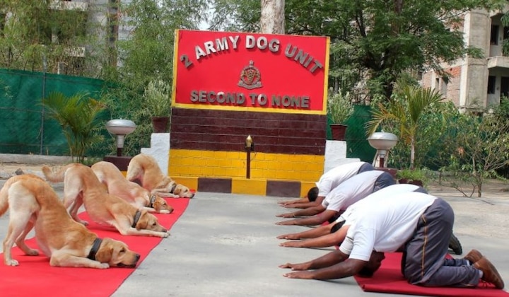 যোগ দিবসে অংশ নিতে দেখা যায় সেনার ডগ স্কোয়াডকেও।