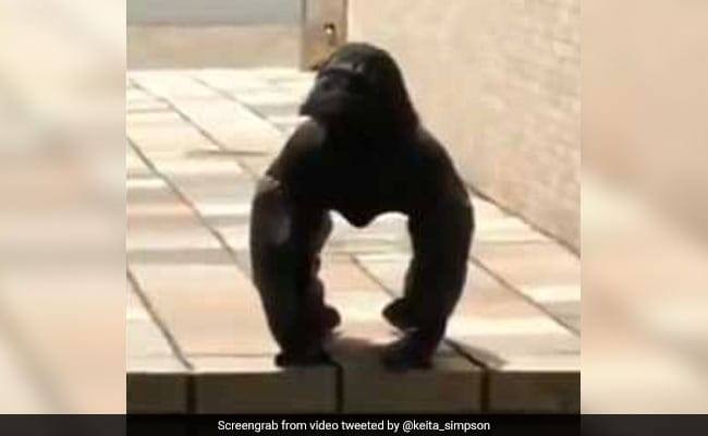Crow Or Gorilla? Bizarre Video Has Netizens Confused কাক না গোরিলা? অদ্ভুত প্রাণীর ছবি নিয়ে শোরগোল নেট-দুনিয়ায়, দেখুন সেই ভিডিও