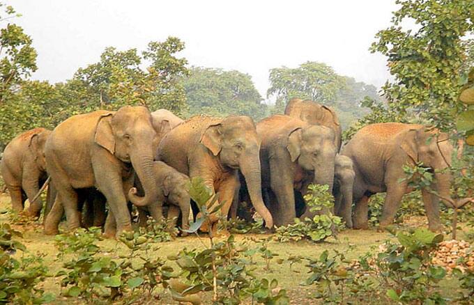 Assam govt stops transportation of elephants to Gujarat during Jagannath Yatra তীব্র তাপপ্রবাহ! জগন্নাথ যাত্রার সময়ে গুজরাতে হাতি পাঠাচ্ছে না অসম