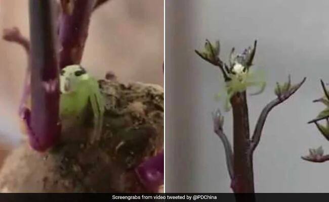 Spider With Human-Like Face On Its Back Horrifies The Internet ভিডিওতে দেখুন: পিঠে মানুষের মুখ! অদ্ভুত-দর্শন মাকড়শার ছবি হল ভাইরাল