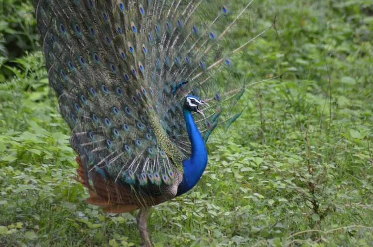 Man lynched for allegedly stealing peacocks in MP, nine held মধ্যপ্রদেশে ময়ূর চুরির অভিযোগে দলিত প্রৌঢ়কে পিটিয়ে খুন, গ্রেফতার ৯