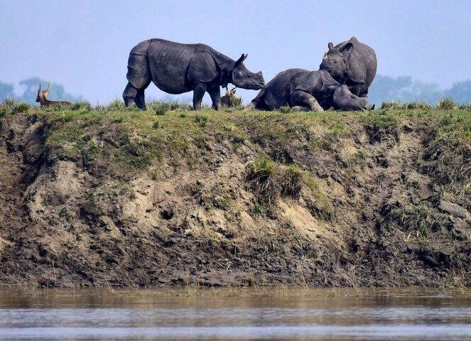 কাজিরাঙা অভয়ারণ্য নিয়েও উদ্বেগ প্রকাশ করেন মুখ্যমন্ত্রী সর্বানন্দ সোনওয়াল