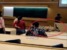 বম্বে আইআইটির ক্লাসরুমে গরু, ভাইরাল হল ভিডিও