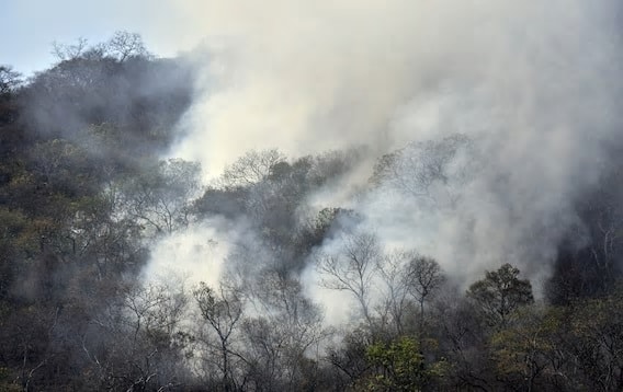 ধোঁয়ায় আচ্ছন্ন অ্যানাকোন্ডার বাসভূমি।