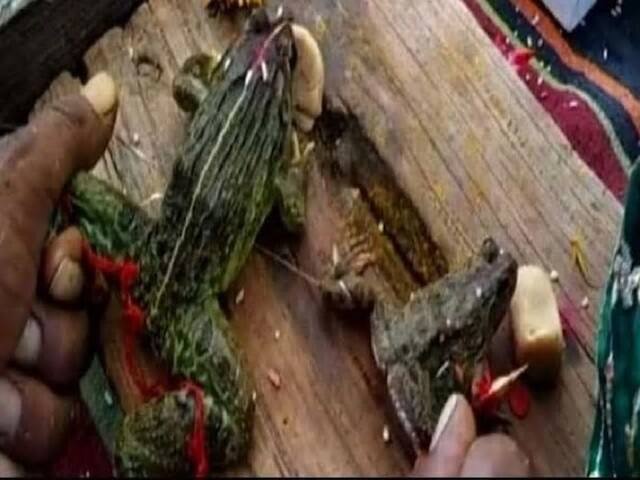 BIZARRE! Frogs Divorced 2 Months After Wedding To Stop Rains In Bhopal আজবকাণ্ড! ভোপালে বৃষ্টি থামাতে দুটি ব্যাঙের ‘বিবাহ বিচ্ছেদ’ ঘটানো হল