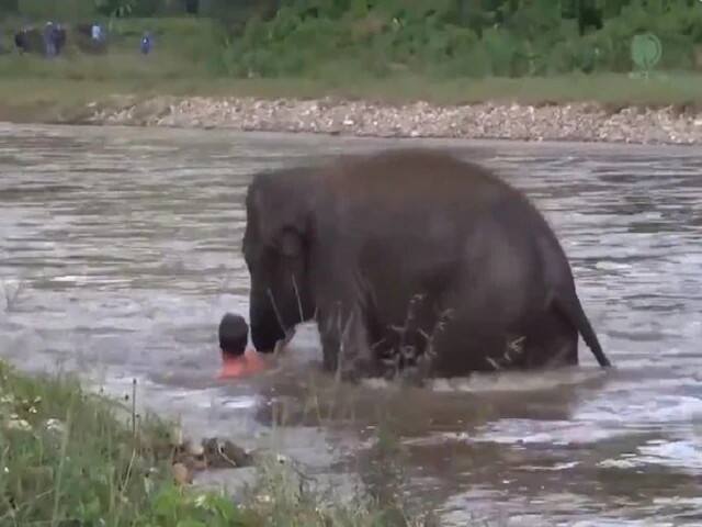 Viral video- baby elephant rushes to save drowning human ‘ডুবন্ত’ ব্যক্তিকে বাঁচাতে যখন এগিয়ে এল ছোট্ট হাতি- দেখুন ভাইরাল ভিডিও