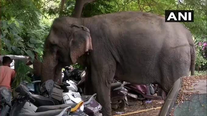 Missing Elephant Laxmi Found Near Yamuna দু'মাস পর যমুনার তীর থেকে খোঁজ মিলল হারানো হাতি লক্ষ্মীর