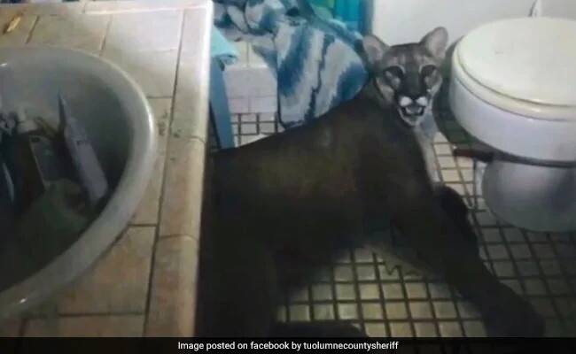 Mountain lion breaks into home, jumps out of second-storey window ক্যালিফোর্নিয়ায় দরজা ভেঙে ঢুকল মাউন্টেন লায়ন, লাফ দিল দোতলা থেকে, দেখুন ভিডিও