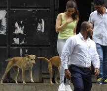 যখন একদল কুকুর ঘিরে ধরল শ্রদ্ধাকে