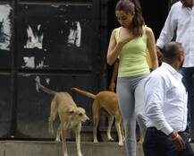 যখন একদল কুকুর ঘিরে ধরল শ্রদ্ধাকে