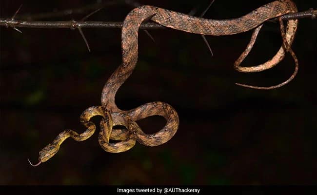 মিলল নতুন প্রজাতির সাপ, নাম রাখা হল উদ্ধব ঠাকরের ছেলে তেজসের নামে