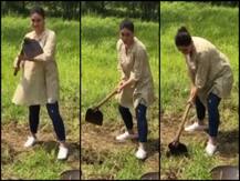 কোদাল হাতে মাটি কোপাচ্ছেন করিনা, দেখুন ভিডিও