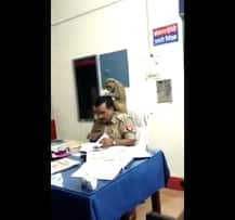 দেখুন, উত্তরপ্রদেশে থানায় বসে ফাইল ঘাঁটছেন ইন্সপেক্টর, ঘাড়ে বসে উকুন বেছে দিচ্ছে বানর!
