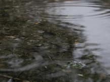 হরিয়ানার পানিপথে হৃদরোগে আক্রান্ত চালক, পুকুরে পড়ল বাস, মৃত ২, জখম ১৪