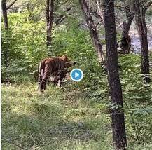 রাজস্থানের রনথম্ভোর ন্যাশনাল পার্কে এক বাঘিনীকে নিয়ে দুই বাঘের প্রচণ্ড লড়াই, ধরা পড়ল ক্যামেরায়