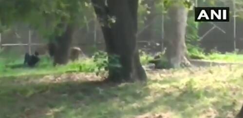 Man sits face-to-face with lion at enclosure in Delhi Zoo, rescued দেখুন, দিল্লির চিড়িয়াখানায় সিংহের কাছে চলে গেলেন এক যুবক, নিরাপদে উদ্ধার