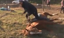 ‘বদ্ধ কুঁড়ে’, পিঠে চড়তে চাইলেই মরার ভান করে এই ঘোড়া, ভিডিও দেখে হেসে খুন নেটিজেনরা