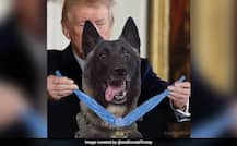 মার্কিন প্রেসিডেন্ট টুইটারে পোস্ট করলেন বাগদাদিকে তাড়া করা সেই কুকুরের সঙ্গে তাঁর জাল ছবি