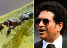 নতুন আবিষ্কৃত মাকড়শার নামকরণ সচিনের নামে