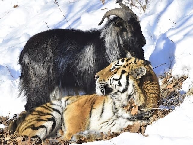 goat friendship with tiger বন্ধুত্ব বদলে গেল 'দুশমনি'তে, বাঘের বন্ধু ছাগলের মৃত্যুতে মন খারাপ রাশিয়ার