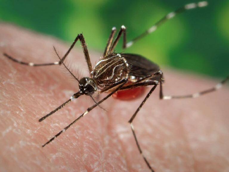 Dengue Case Found In Kolkata during Corona Pandemic করোনার মধ্যেই শহরে ডেঙ্গি-আক্রান্ত প্রৌঢ় ও শিশু