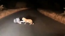 সজারুর সঙ্গে লড়াই চিতাবাঘের, শেষ হাসি কার, দেখুন ভিডিও