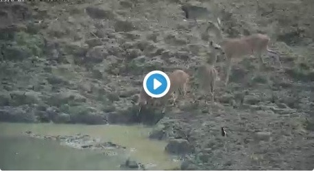 video viral-python attacking deer at lightning speed জল থেকে বিদ্যুৎগতিতে ঝাঁপিয়ে হরিণ শিকার পাইথনের, ভিডিও ভাইরাল
