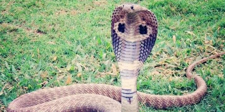 Cobra chases biker for 2 kms after he accidentally runs over reptile's tail ল্যাজে ‘পা’, উত্তর প্রদেশে বাইক আরোহীকে ২ কিলোমিটার ধাওয়া করল কেউটে