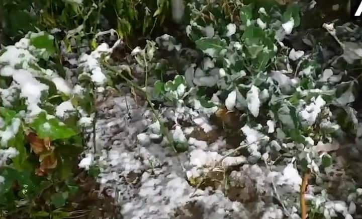 সবুজে মিশে পেঁজা তুলোর মতো বরফ।
