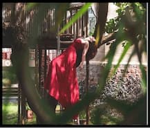 গাছের ওপর আমির-কন্যা ইরার নতুন ফটোশ্যুট, ছবি ভাইরাল নেট দুনিয়ায়