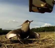 দেখুন: এগিয়ে আসছে গাড়ি, ডানা মেলে ডিম আগলে রাখার মরিয়া প্রয়াস ছোট্ট পাখির