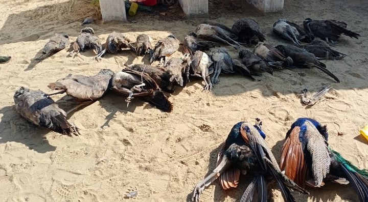Rajasthan - 23 peacocks dead allegedly after farmer poisoned them to prevent crop damage ফসলের ক্ষতি রুখতে বিষ, বেঘোরে মৃত্যু ২৩ ময়ূরের