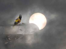 রবীন্দ্র সরোবর থেকে মেঘের আড়াল সরিয়ে সূর্যগ্রহণের খণ্ডচিত্র এবং গাছের ডালে বউ কথা কও পাখি....