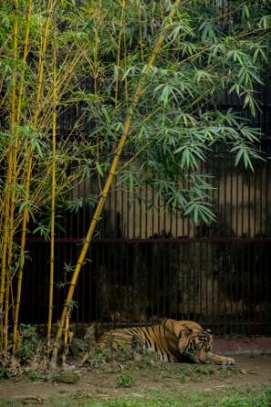 - রয়্যাল বেঙ্গল টাইগার 