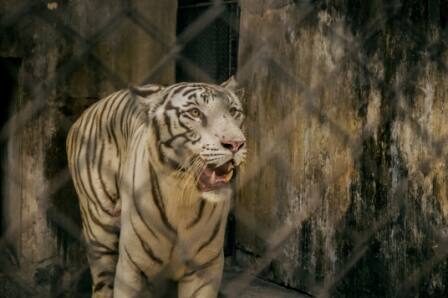 - সাদা বাঘ। মধ্যপ্রদেশ, অসম, পশ্চিমবঙ্গের সুন্দরবন ও বিহারে পাওয়া যায়। 