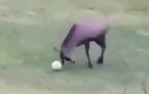 ফুটবলে মজল হরিণও, জালে বলও জড়িয়ে দিল! ভিডিও নজর কাড়ল সোশাল মিডিয়ায়