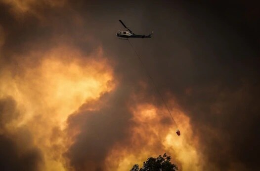 এয়ার লিফট করে বাঁচানোর চেষ্টা চলছে জন্তুদের।