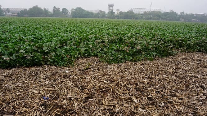 ঝিলের বেশিরভাগ অংশই কচুরিপানায় ঢাকা। ফলে পাখিদের জলে সাঁতার কাটার পরিসর খুবই কম।