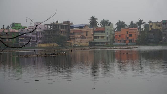 অন্যান্য প্রজাতির পাখিও আছে।