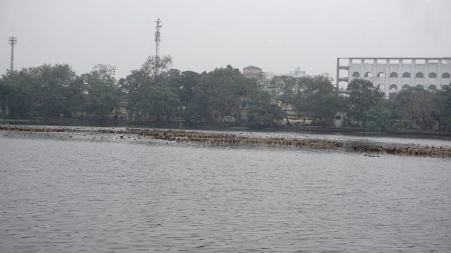 সাঁতরাগাছি ঝিলে পরিযায়ী পাখিগুলির মধ্যে লেসার হুইসলিং ডাকের সংখ্যাই বেশি।