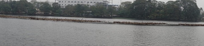 ২০-২৫ বছর আগে সাঁতরাগাছি ঝিলে যত পাখি আসত, এখন সেই তুলনায় অনেক কম পাখি আসে।