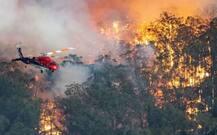 দাবানলের মধ্যেই বেশি জল খেয়ে নিচ্ছে, ১০ হাজার উটকে মেরে ফেলার সিদ্ধান্ত অস্ট্রেলিয়া সরকারের