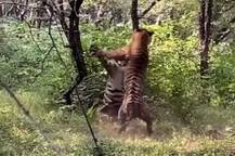 সামনে পিছনে পর্যটকবোঝাই গাড়ি, মাঝখানে প্রাণপণে লড়ে যাচ্ছে দুই পূর্ণবয়স্ক বাঘ, দেখুন ভিডিও